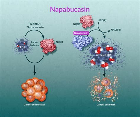 Cancer Therapy Napabucasin Illustration By Jackie Heda Medical