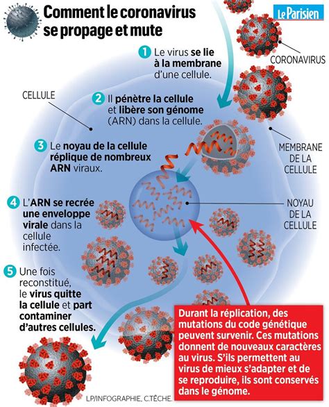 Covid Cinq Minutes Pour Comprendre Lenjeu De La Mutation Du