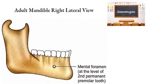 Mandible Osteology Anatomy Notes Class Notes