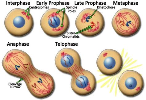 Mitosis Of Animal Cell