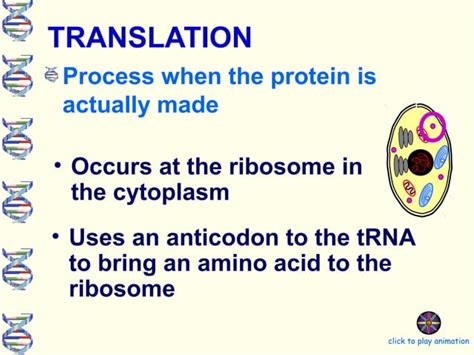 Dna Protein Synthesis Ppt Ppt