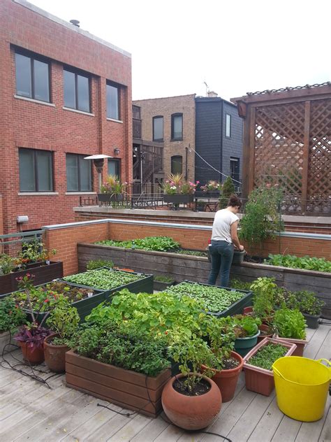 Rooftop Edible Gardens Hawk Haven