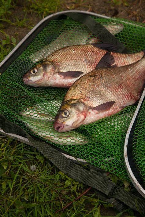 Two Big Freshwater Common Bream Fish On Green Fishing Net Stock Image