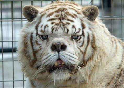 The Tragedy Of Kenny, The Supposed White Tiger With Down Syndrome