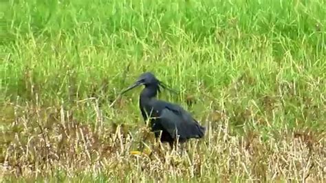 Umbrella Fishing Strategy Of Black Heron Youtube