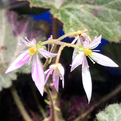 Strawberry Begonia ( Saxifraga stolonifera ) for Sale | My Home Nature