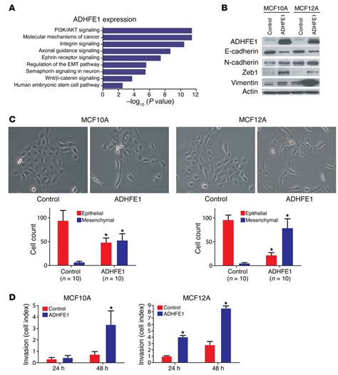 Adhfe1 Induces Epithelial To Mesenchymal Transition Emt And Enhances