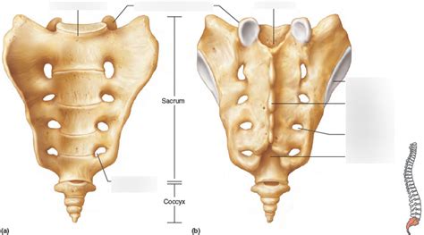 Sacrum anatomy Diagram | Quizlet