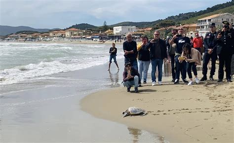 Castiglione Della Pescaia Torna In Mare Rocco La Tartaruga Caretta