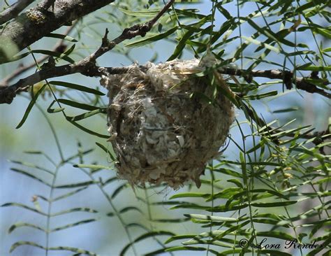 Bells Vireo Nest Junction Tx South Llano River State Pa Lora