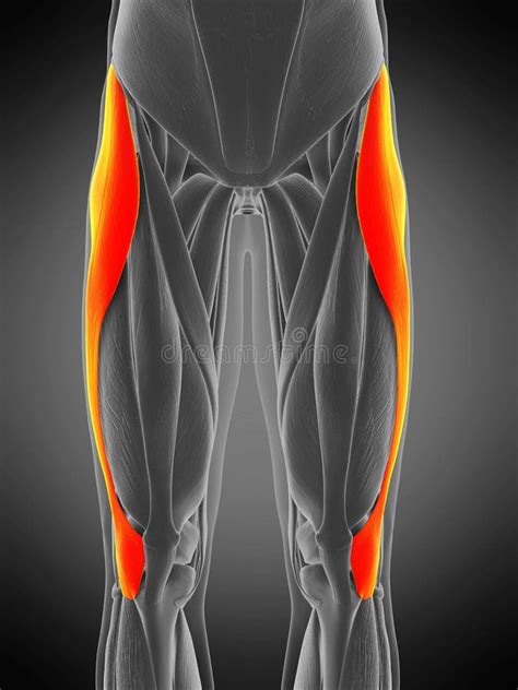 Tensor fascia lata stock illustration. Illustration of accurate - 168623357