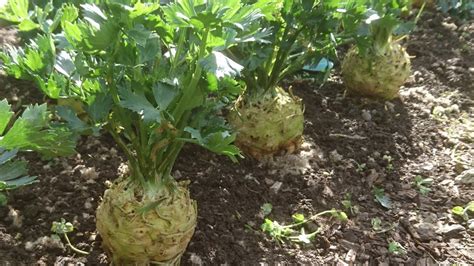 How To Grow Celeriac Youtube