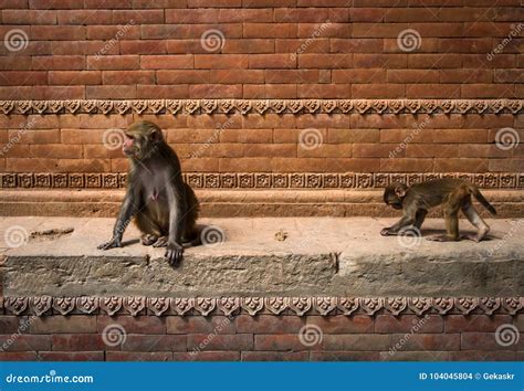 Monos En El Templo De Pashupatinath Foto De Archivo Imagen De Situado