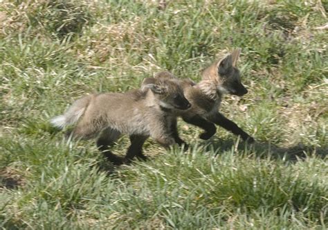 wolf puppies