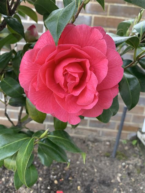 last camellia bloom of the season : r/gardening