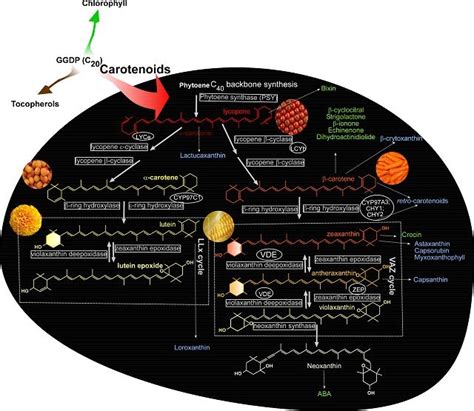 Carotenoids, I see your true colours - Mapping Ignorance