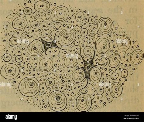 Neuroglial Cells Histology