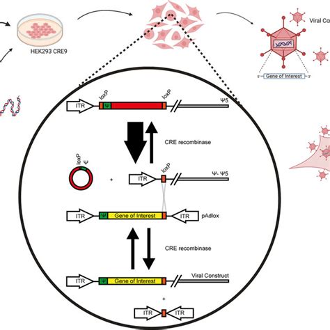 Schematic Of Cre LoxP Based Viral Recombineering To Generate RHAdV