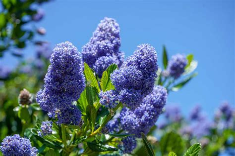 California Lilac: How And When To Prune, Plant, And Transplant?