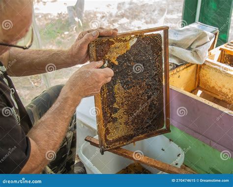 Beekeeper Cuts Off the Wax from Honeycomb Frame. Production of Fresh Honey and Tool for ...