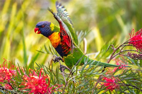 Rainbow Lorikeet - Pentax User Photo Gallery