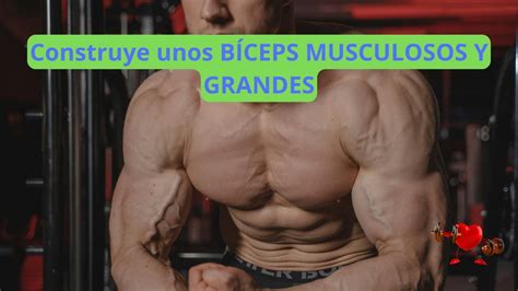 Como Desarrollar Bien Unos B Ceps Musculosos Y Grandes Construye