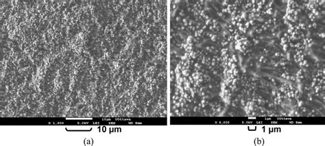 Scanning Electron Microscopy Sem Images For Top View Of A Zrpptfe