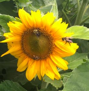 Sunflowers And Bees