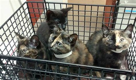 Four Kittens Found By Rspca Abandoned In Crisp Box At Side Of The Road