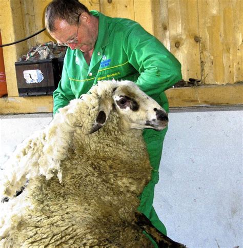 Schafe Beim Friseur Maulburg Badische Zeitung