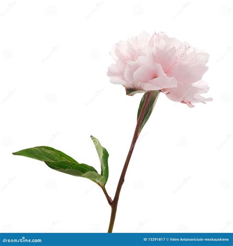 Light Pink Peony Isolated on White Stock Image - Image of pink, head: 73291817