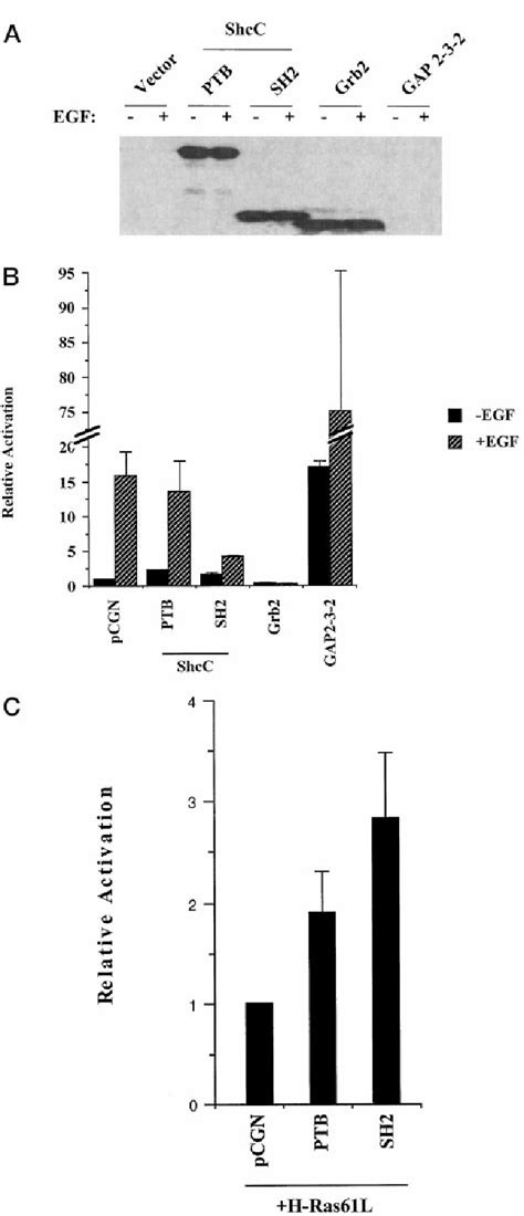 Figure 1 From The Src Homology 2 And Phosphotyrosine Binding Domains Of