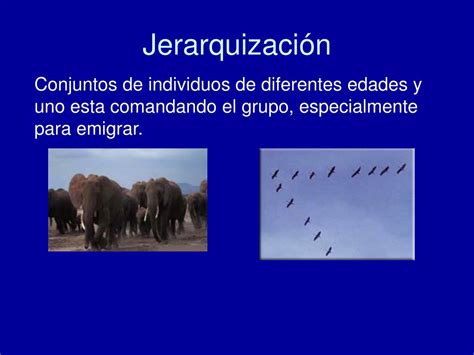 Ppt Interrelaciones Entre Los Seres Vivos Powerpoint Presentation Free Download Id1901887