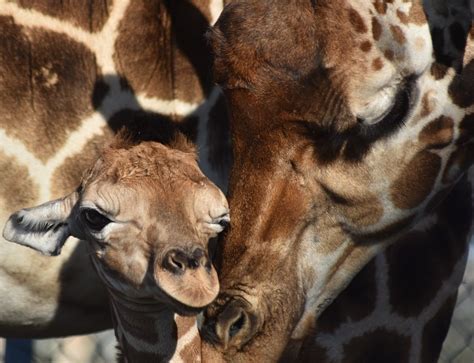 It's A Boy! Lion Country Safari Welcomes An Adorable Baby Giraffe In ...