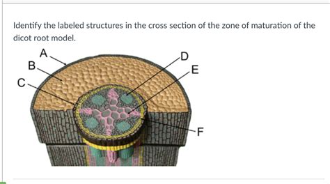 Plant Anatomy Root Diagram 1 Dicot Diagram Quizlet