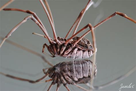 ZOOTOGRAFIANDO MI COLECCIÓN DE FOTOS DE ANIMALES ARAÑA DE PATAS