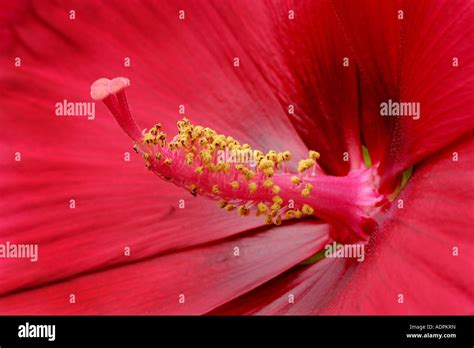 Closeup of Red Hardy Hibiscus Stock Photo - Alamy