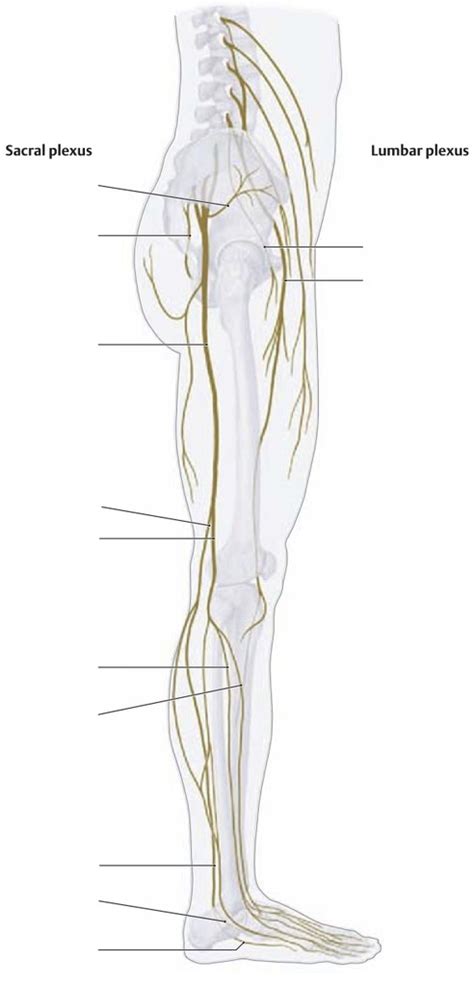 Lower Limb Nerves Diagram Quizlet