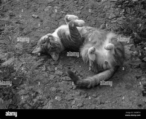 Grayscale Shot Of A Cute Cat Rolling On The Ground Stock Photo Alamy