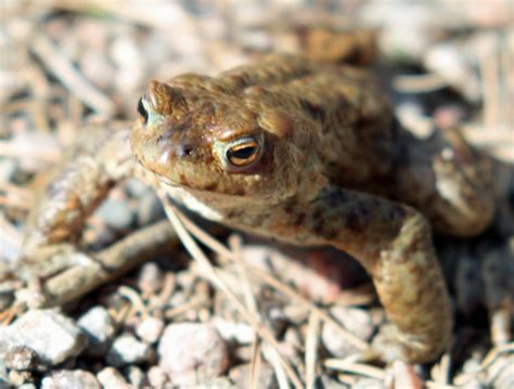 Frog Skull Everything You Need To Know