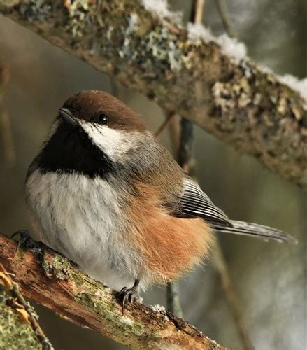 Boreal Chickadee Winter Birds Of Alberta INaturalist Canada