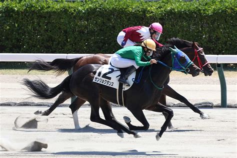 ルーキー小林美駒が地元・新潟で2日連続v ゼンリョクダンスを初勝利に導く／新潟4r 競馬写真ニュース 日刊スポーツ