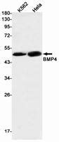 Bmp Rabbit Mab Neweast Biosciences Gtpase Oncogene And Bioactive