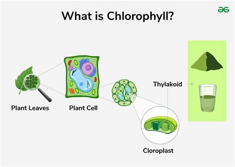 Chlorophyll - Definition, Structure, Types, Uses, Examples and FAQs