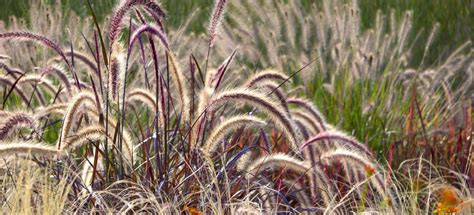 Different Ornamental Grasses | Dammann’s Garden Center & Greenhouse