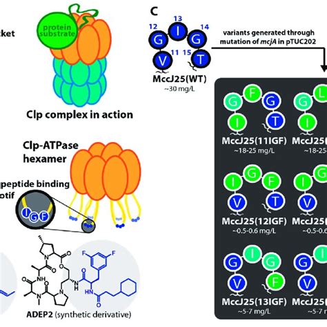 Lasso Peptide Effect On The Clp System Of B Subtilis A Peptidase