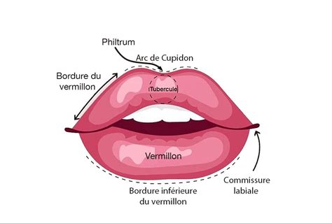 Строение губ человека анатомия рисунок с подписями