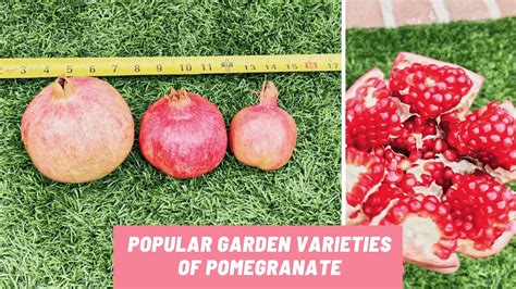 Popular Garden Varieties of Pomegranate - Ray Garden Day