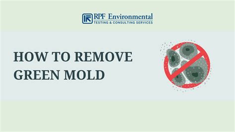 Green Mold: Identification, Dangers, Removal, & Prevention