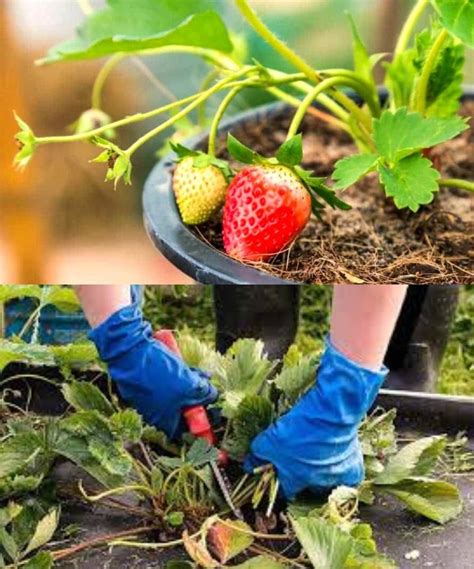 How To Prepare Strawberry Plants For Winter And Double Next Years